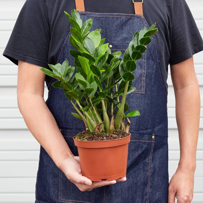 ZZ Plant, Zamioculcas Zamiifolia ZZ