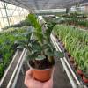ZZ Plant, Zamioculcas Zamiifolia Zenzi