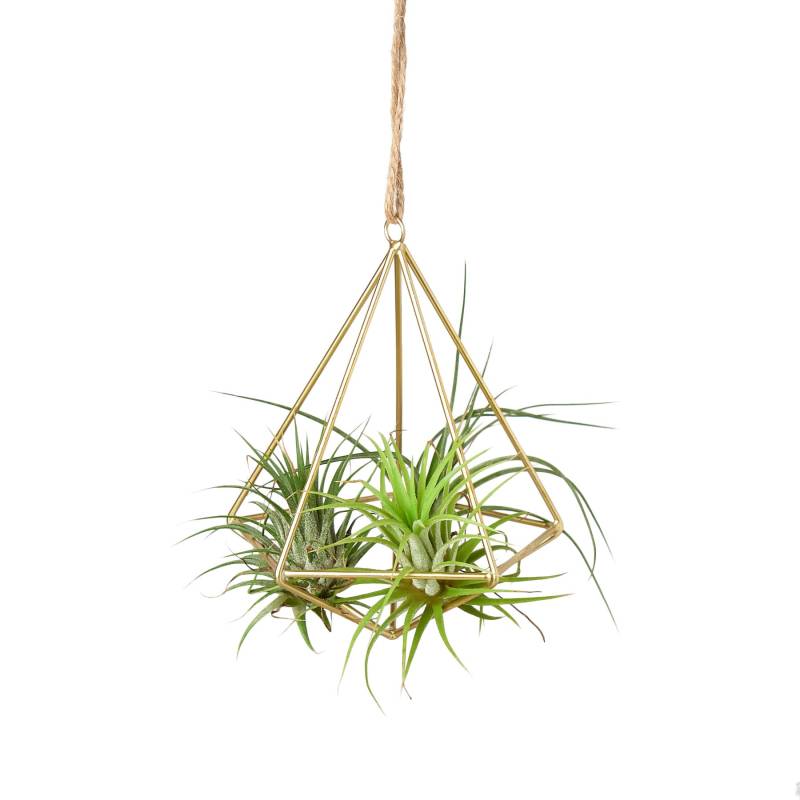 Air Plant Display Hanger - Brass - Image 2