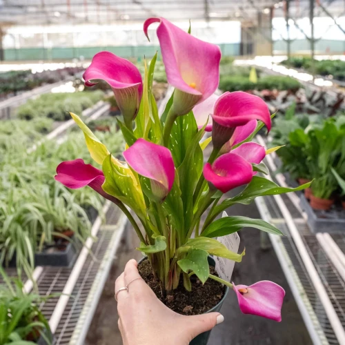 Calla Lily Pink