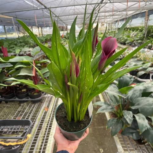 Calla Lily Purple