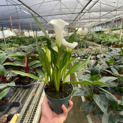 Calla Lily White