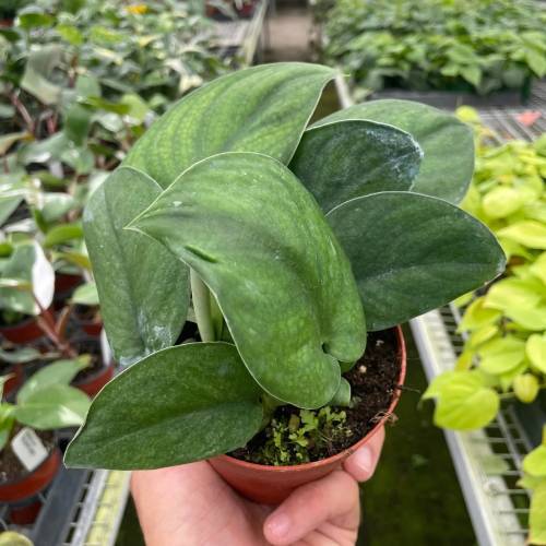 Pothos Jade Satin