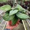 Pothos Jade Satin