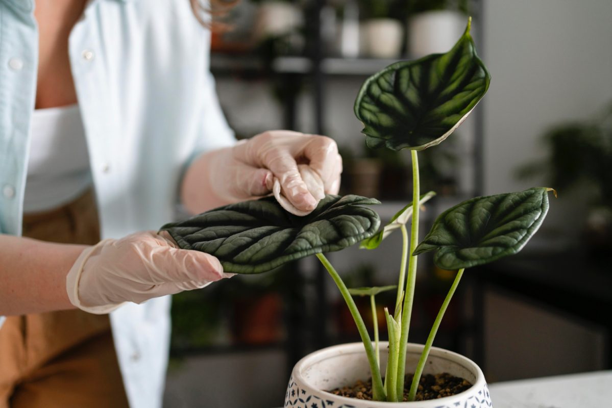 Alocasia Care Guide: Cultivating Majestic Elephant Ear Plants