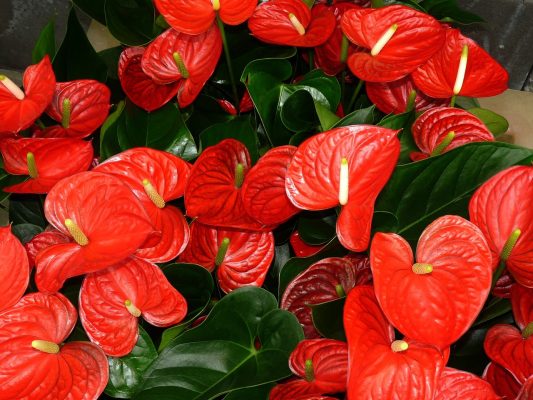 Anthurium Care Guide: Nurturing Exotic Heart-Shaped Blooms