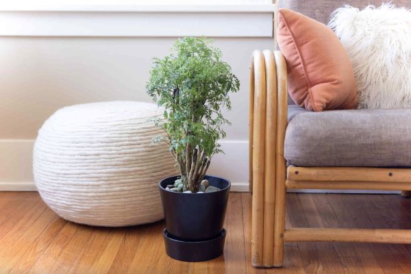 Aralia Care Guide: Nurturing Elegance with Exquisite Foliage