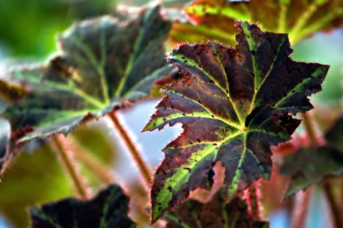 Begonia Care Guide: Nurturing the Graceful Beauty of Begonia Hybrids