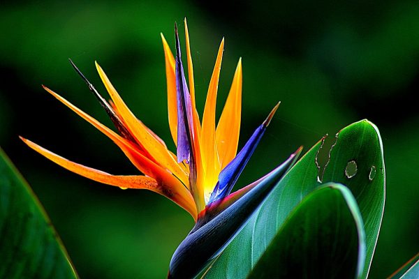 Bird of Paradise Care Guide: Cultivating Tropical Splendor in Your Home