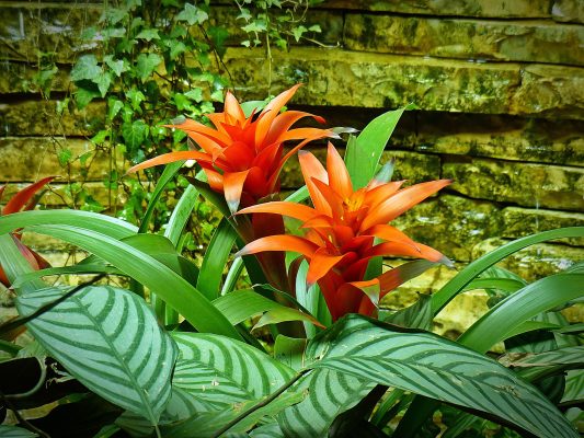 Bromeliad Care Guide: Unlocking the Beauty of Exotic Elegance