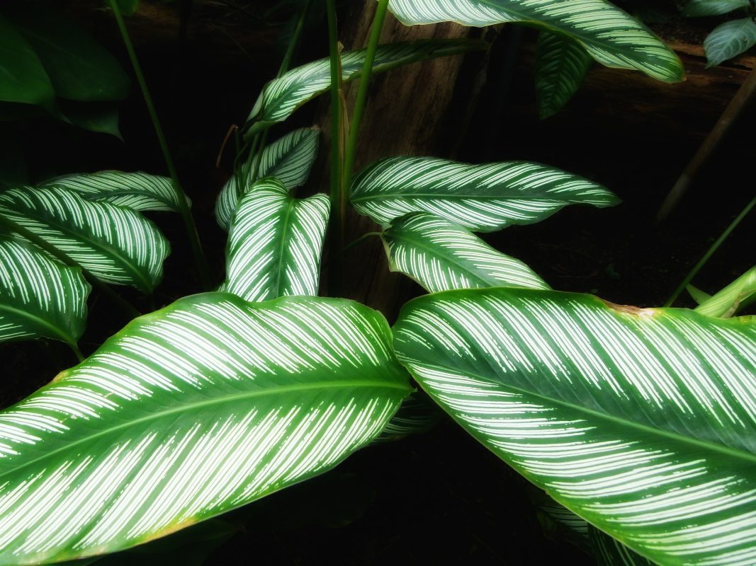 Calathea Care Guide: Embracing the Vibrant Elegance of Prayer Plants