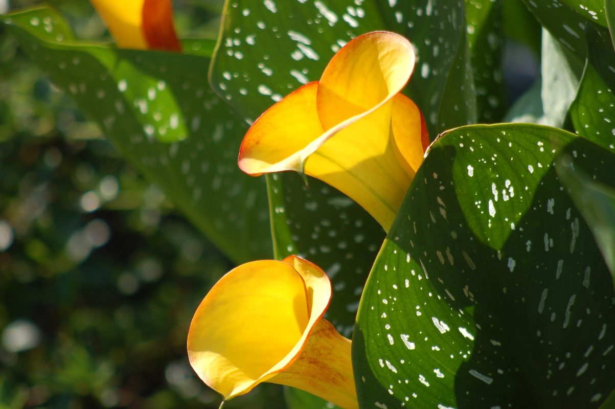 Calla Lily Care Guide: Unveiling the Elegance of Graceful Blooms