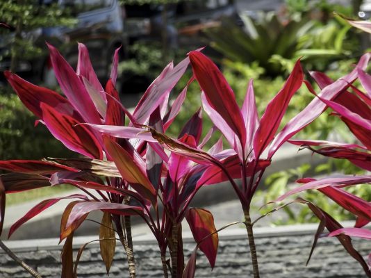 Cordyline Care Guide: Elevating Gardens with Graceful Foliage and Vibrant Colors