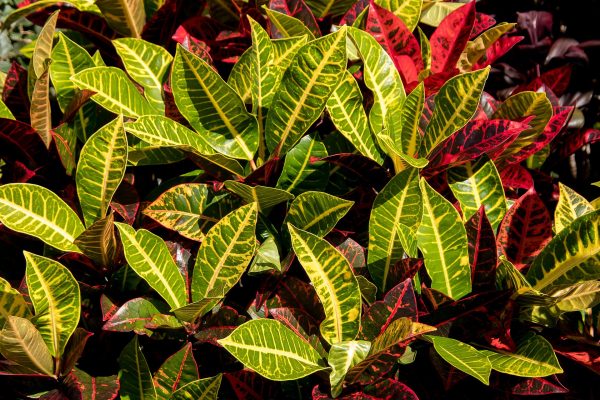 Croton Care Guide: Unleashing the Spectrum of Colors in Your Indoor Jungle
