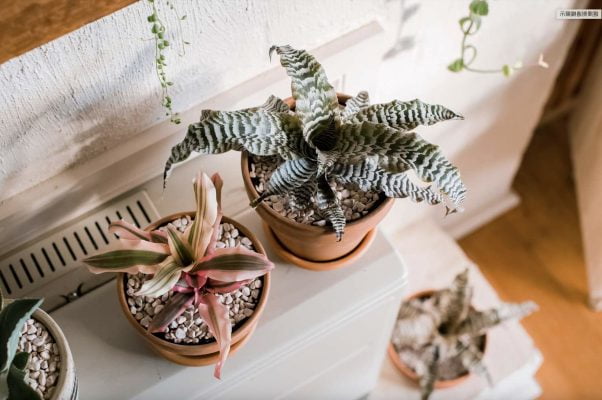 Cryptanthus Care Guide: Nurturing the Exquisite Beauty of Earth Stars