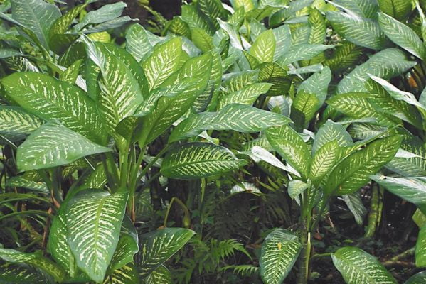 Dieffenbachia Care Guide: Unveiling the Elegance of Dumb Cane