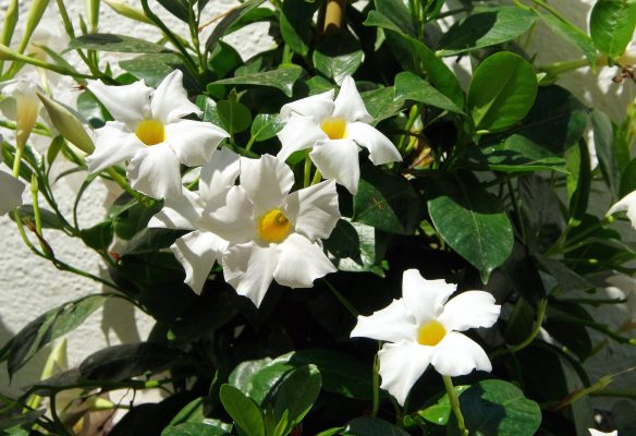 Dipladenia Care Guide: Cultivating Vibrant Mandevilla Blooms