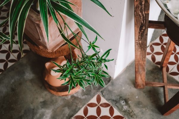 Dracaena Care Guide: Nurturing Elegance and Air-Purifying Grace