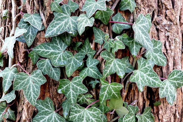 English Ivy Care Guide: Cascading Elegance for Indoors and Outdoors