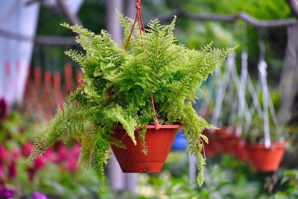 Fern Care Guide: Cultivating Green Splendor in the Leafy Kingdom