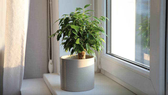 Ficus Care Guide: Mastering the Art of Nurturing Fiddle Leaf Figs and More