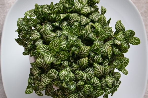 Fittonia Care Guide: Unveiling the Intricate Beauty of Nerve Plants