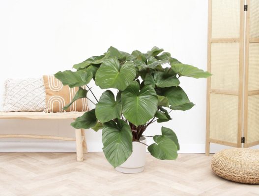 Homalomena Care Guide: Unveiling the Elegance of Exotic Heartleaf Plants