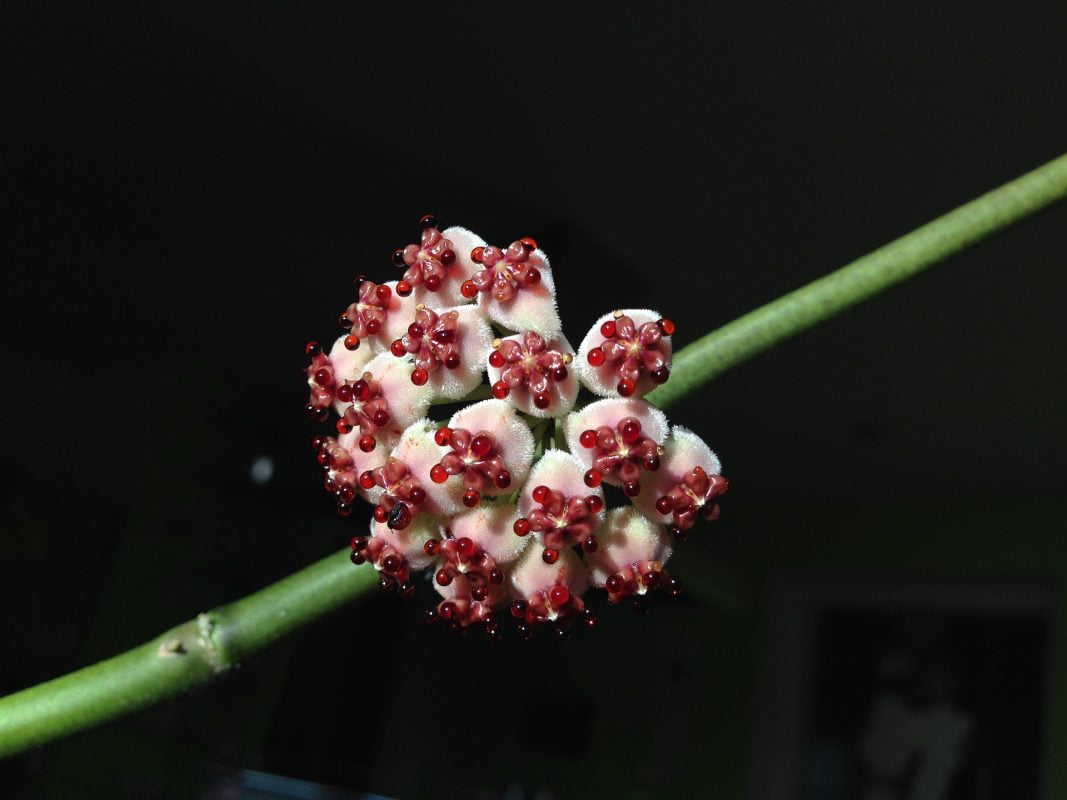 Hoya Care Guide: Nurturing the Enchanting Wax Plant