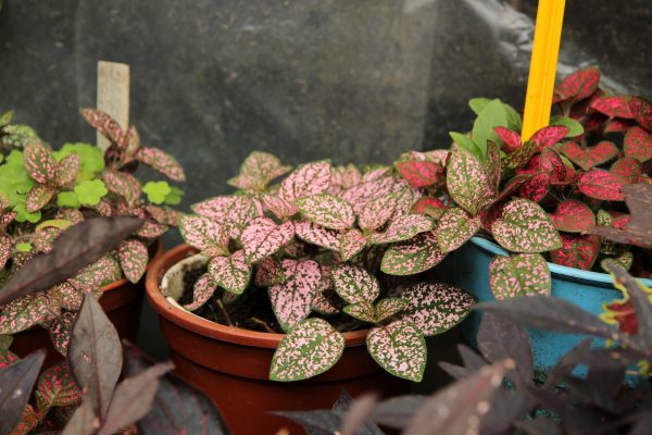 Hypoestes Care Guide: Unveiling the Vibrancy of Polka Dot Plants