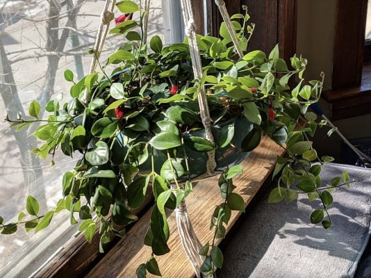 Lipstick Plant Care Guide: Cultivating Exotic Charm in Your Indoor Jungle