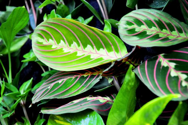 Maranta Care Guide: Nurturing the Graceful Beauty of Prayer Plants
