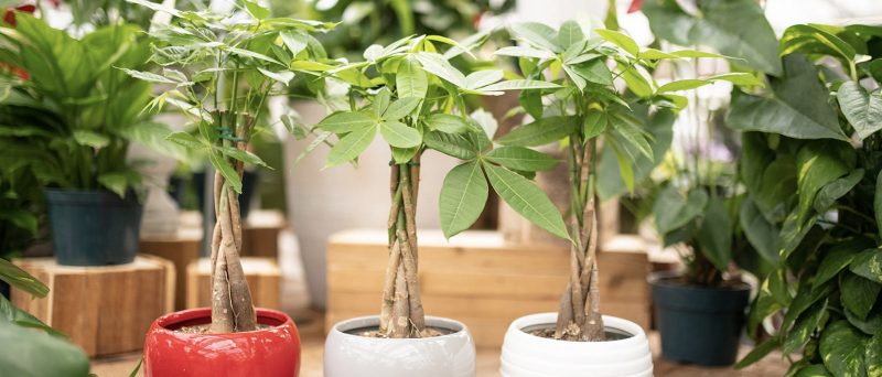 Money Tree Care Guide: Growing Prosperity with Feng Shui Foliage
