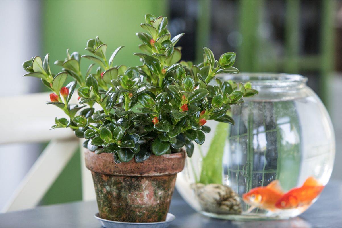 Nematanthus Care Guide: Nurturing the Vibrant Charm of Goldfish Plants