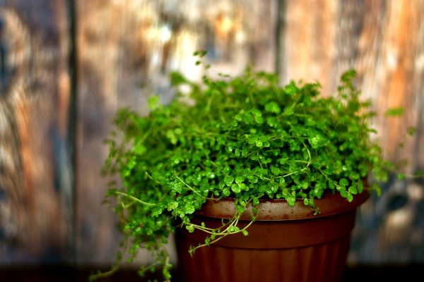 Nettle Care Guide: Harnessing the Power of a Medicinal Marvel