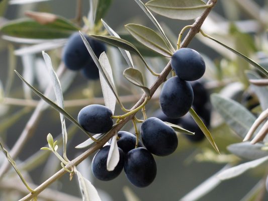 Olive Tree Care Guide: Cultivating Timeless Elegance and Culinary Delights