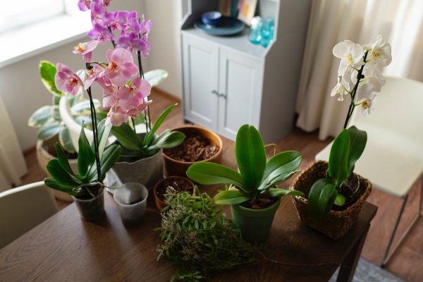Orchid Care Guide: Elevating Elegance in Your Indoor Oasis