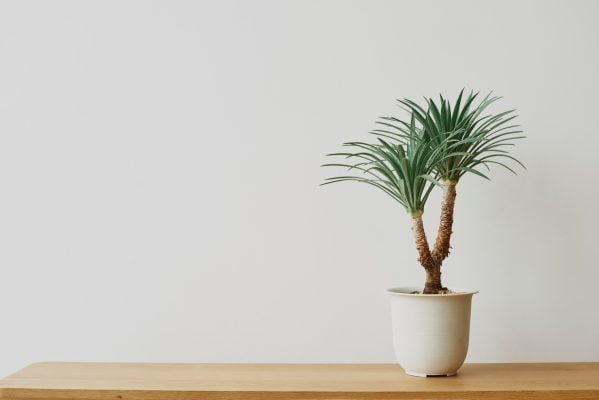 Palm Care Guide: Creating Tropical Tranquility in Your Living Space