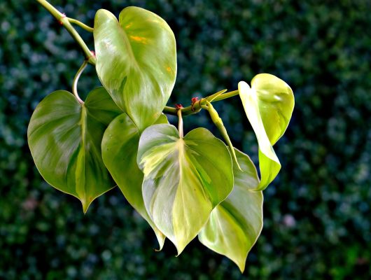 Philodendron Care Guide: Nurturing Green Elegance with Heart-Leafed Splendor