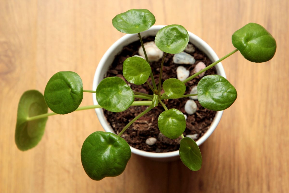 Pilea Care Guide Nurturing the Quirky Elegance of Chinese Money Plant