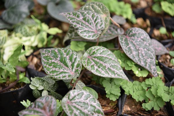 Piper Crocatum Care Guide: Unveiling the Vibrancy of the Golden Pothos