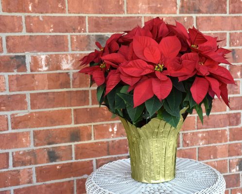 Poinsettia Care Guide: Nurturing the Festive Elegance of Holiday Stars
