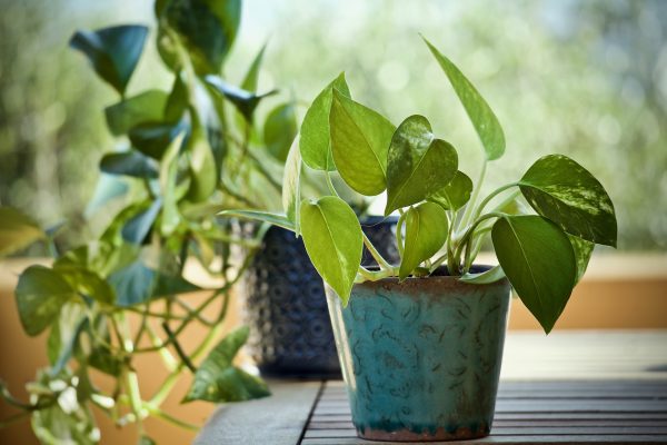 Pothos Care Guide Embracing Lush Elegance with Heart-Shaped Leaves