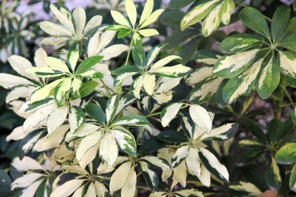 Schefflera Care Guide: Nurturing the Elegant Umbrella Plant