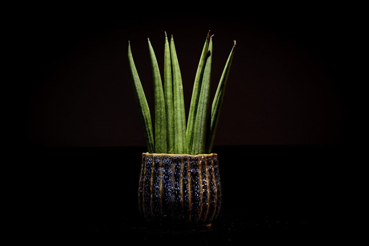 Snake Plant Care Guide: Thriving Elegance with Nature's Resilient Beauty