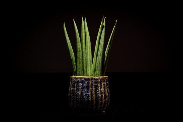 Snake Plant Care Guide: Thriving Elegance with Nature's Resilient Beauty