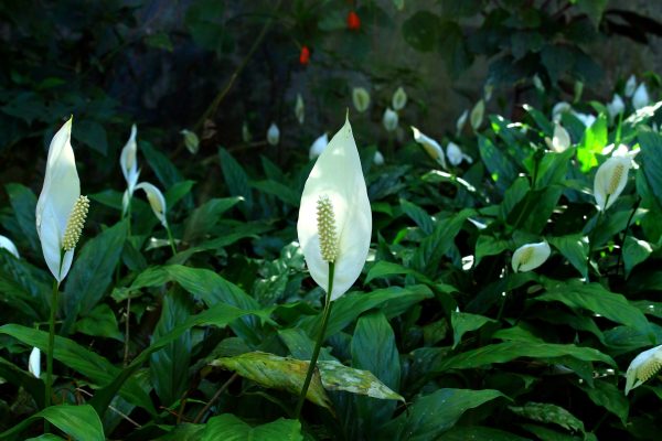 Spathiphyllum Care Guide: Nurturing Peace Lilies for Serene Greenery