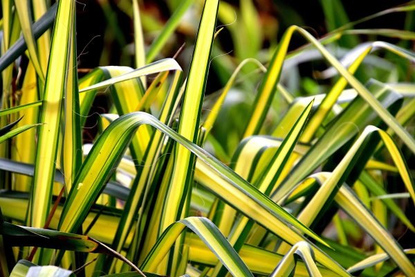 Spider Plant Care Guide: Weaving Green Elegance with Chlorophytum comosum