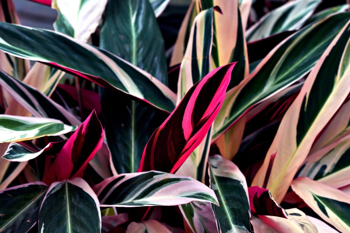 Stromanthe Care Guide: Unveiling the Exquisite Foliage of Stromanthe sanguinea