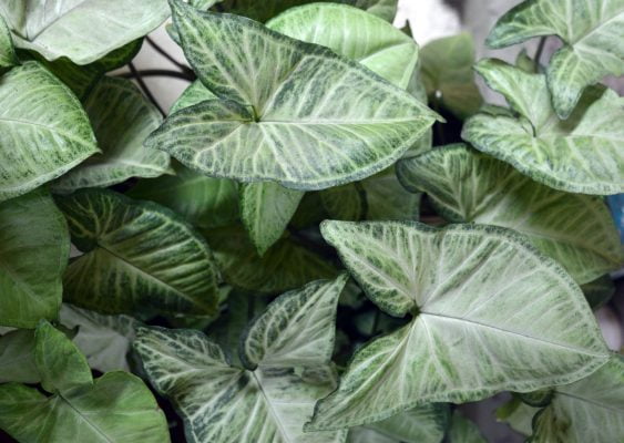 Syngonium Care Guide: Nurturing the Graceful Foliage of Arrowhead Plants