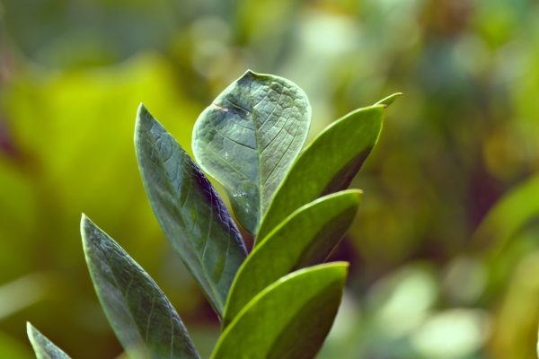 ZZ Plant Care Guide: Savoring the Resilient Elegance of Zamioculcas zamiifolia